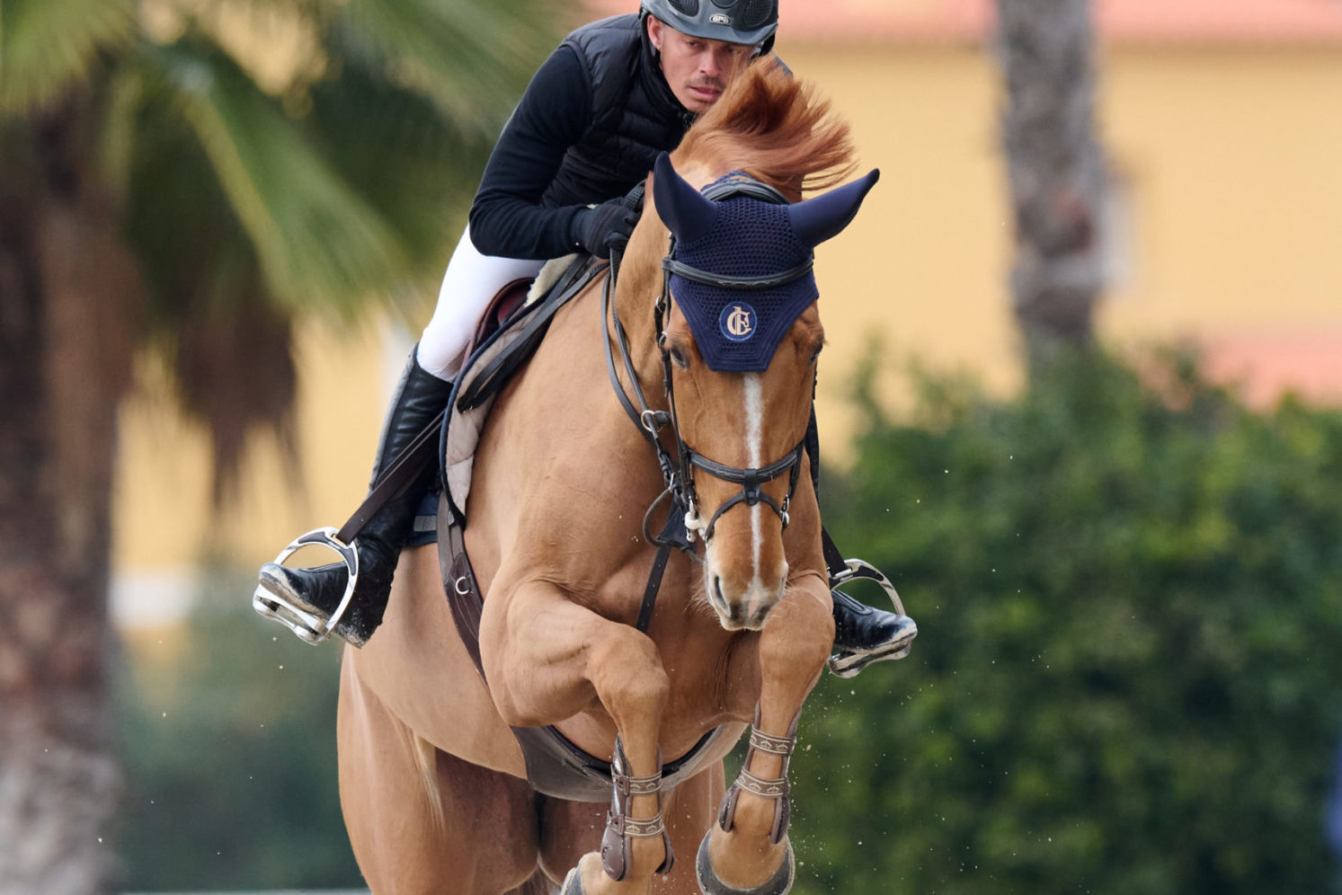 Photographie du cheval