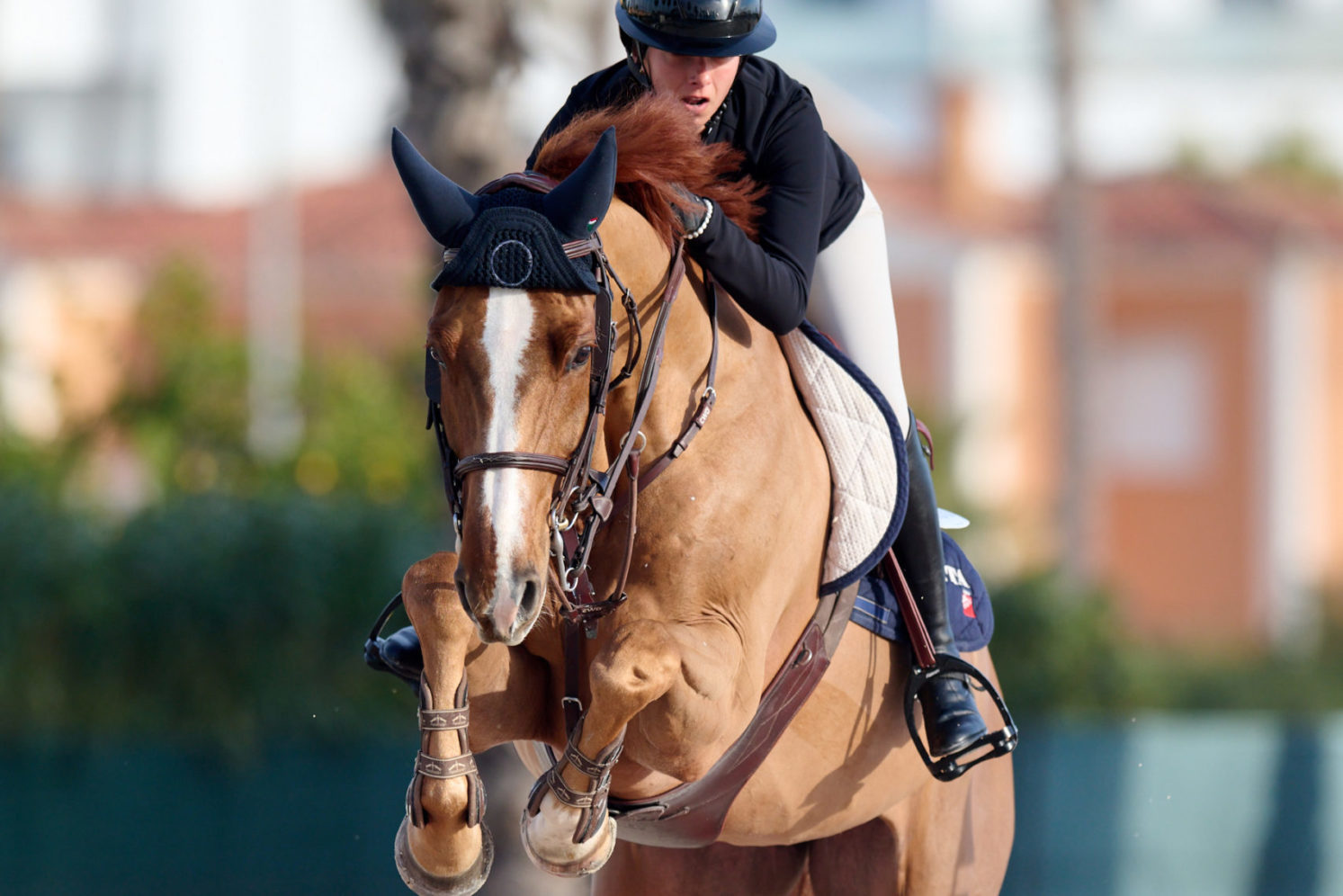 Photographie du cheval