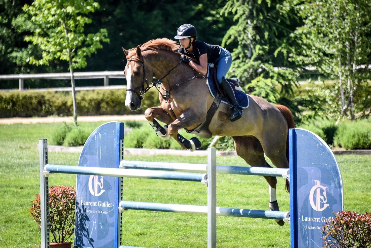 Les chevaux de compétition Haras de la Côte Laurent Guillet