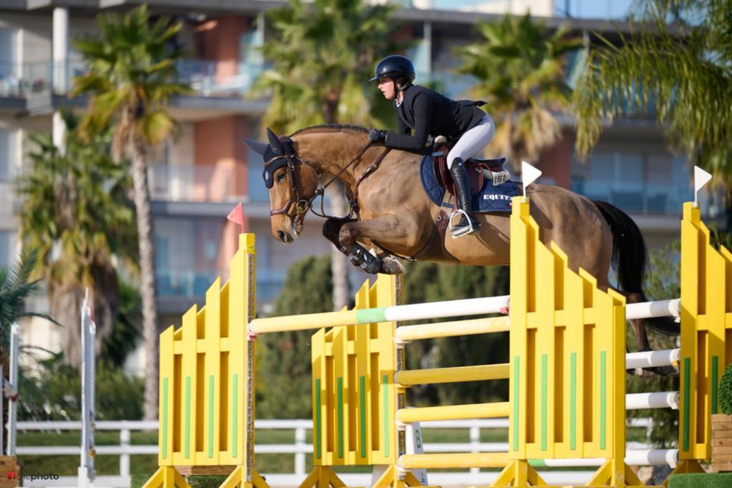 Photographie du cheval