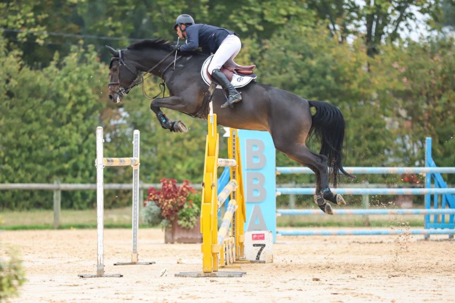 Photographie du cheval