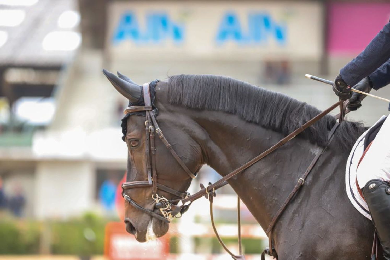 Photographie du cheval