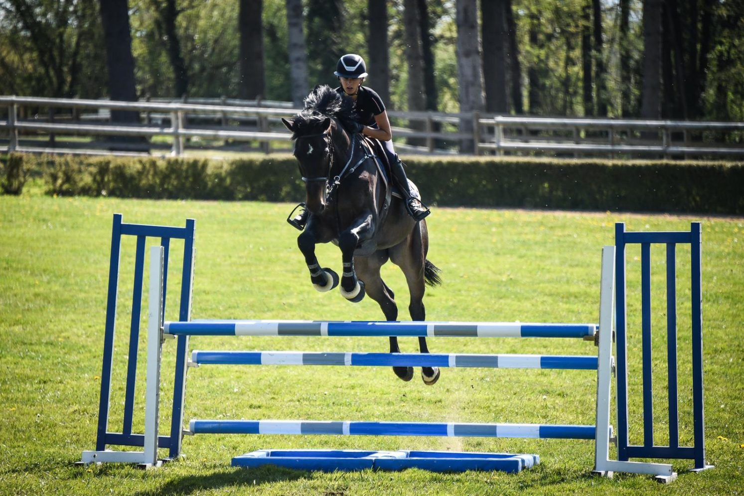 Photographie du cheval