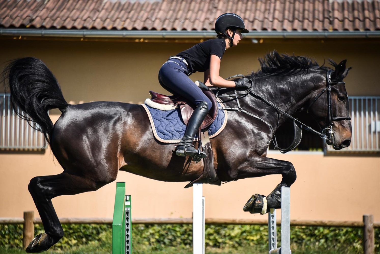 Photographie du cheval