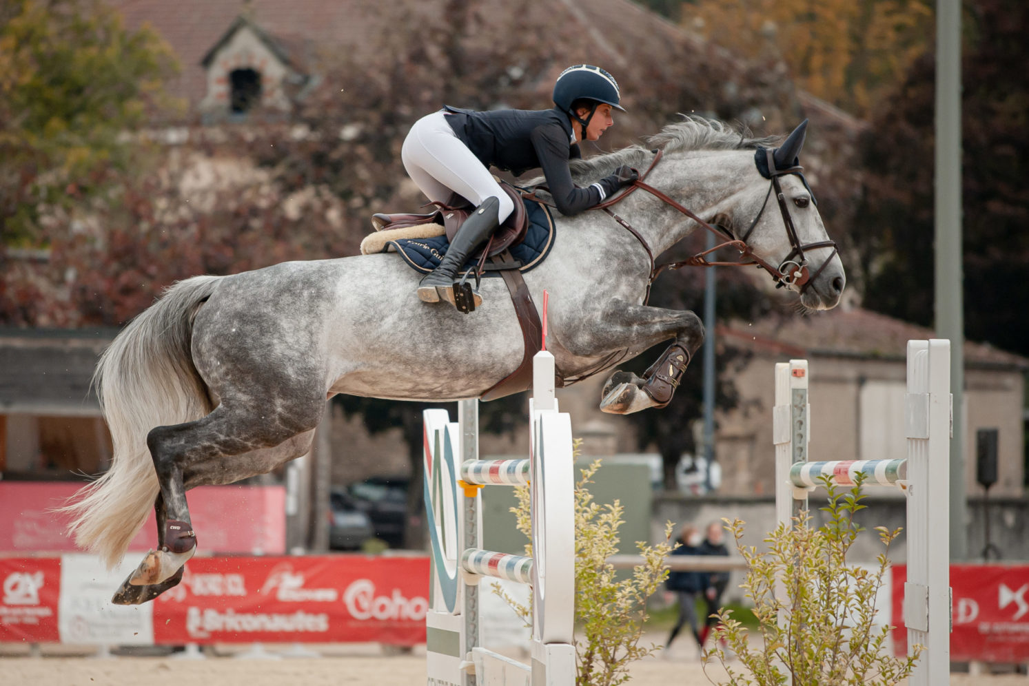 Photographie du cheval