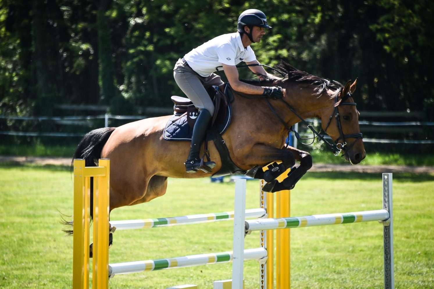 Photographie du cheval