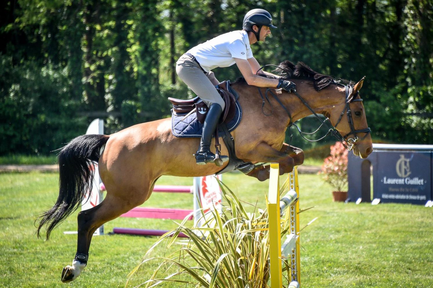 Photographie du cheval