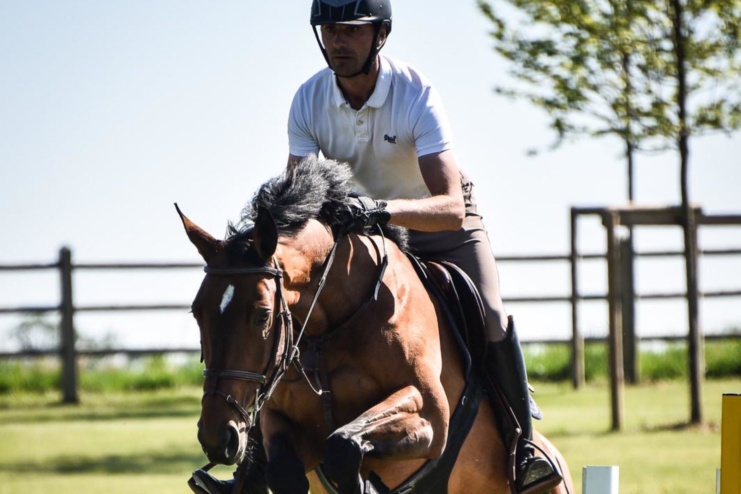 Photographie du cheval