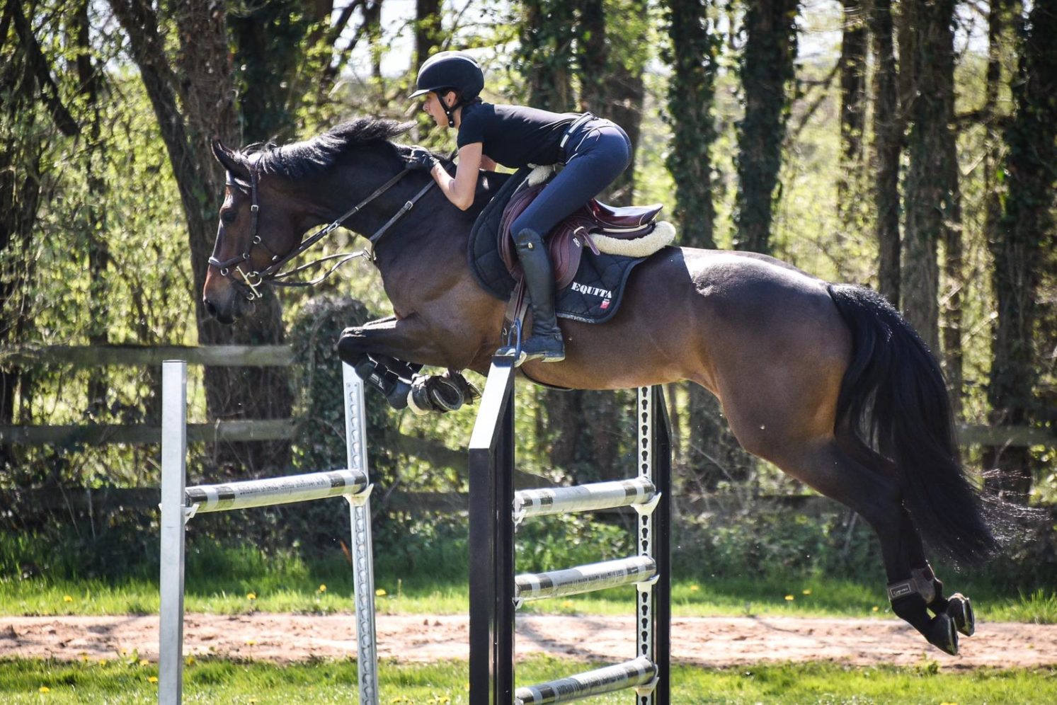 Photographie du cheval