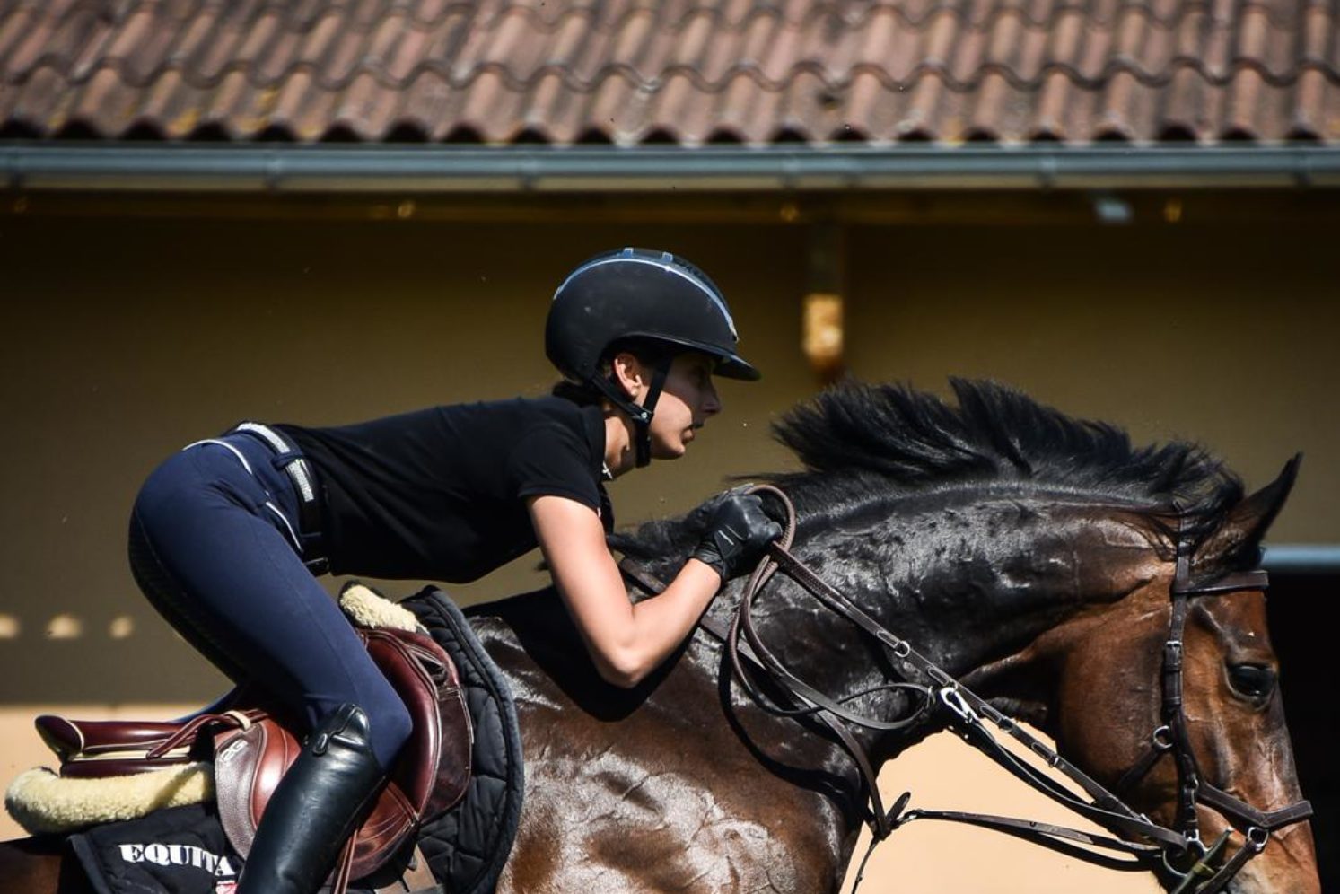 Photographie du cheval