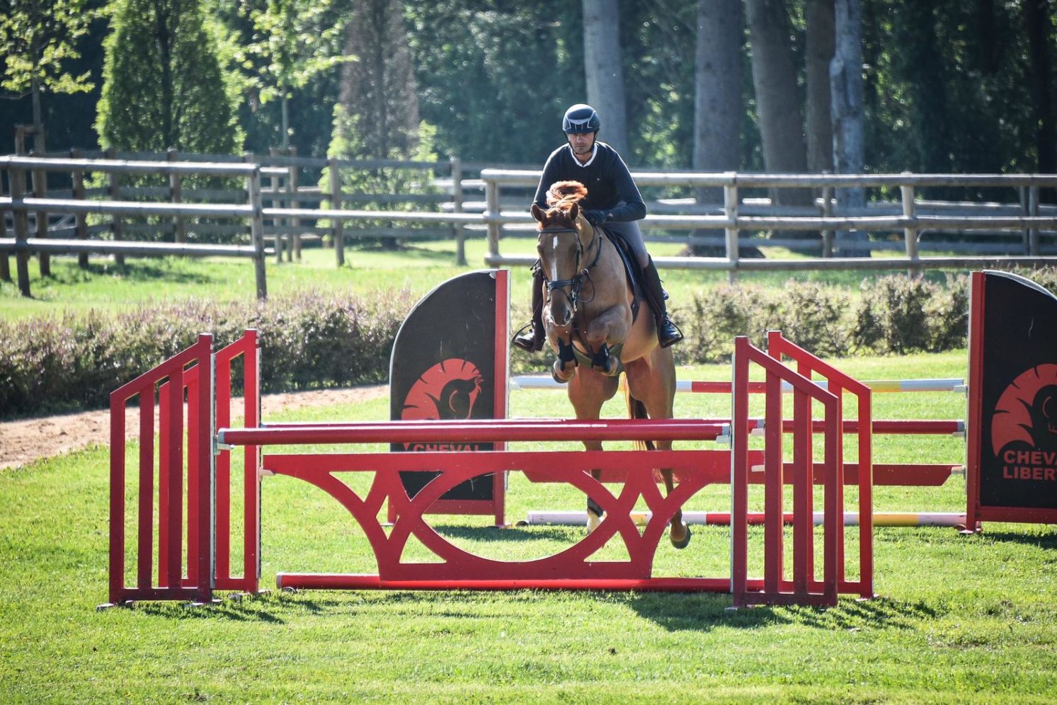 Photographie du cheval