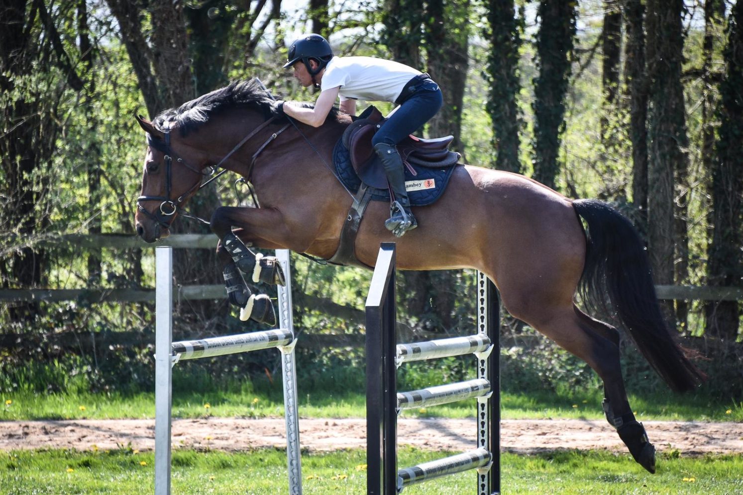 Photographie du cheval