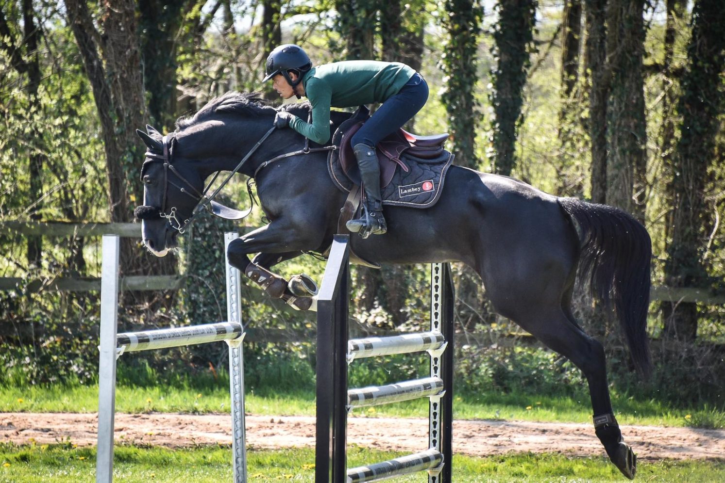 Photographie du cheval