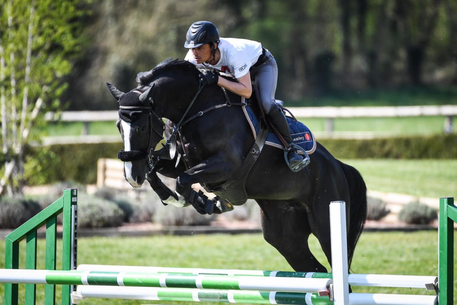 Photographie du cheval