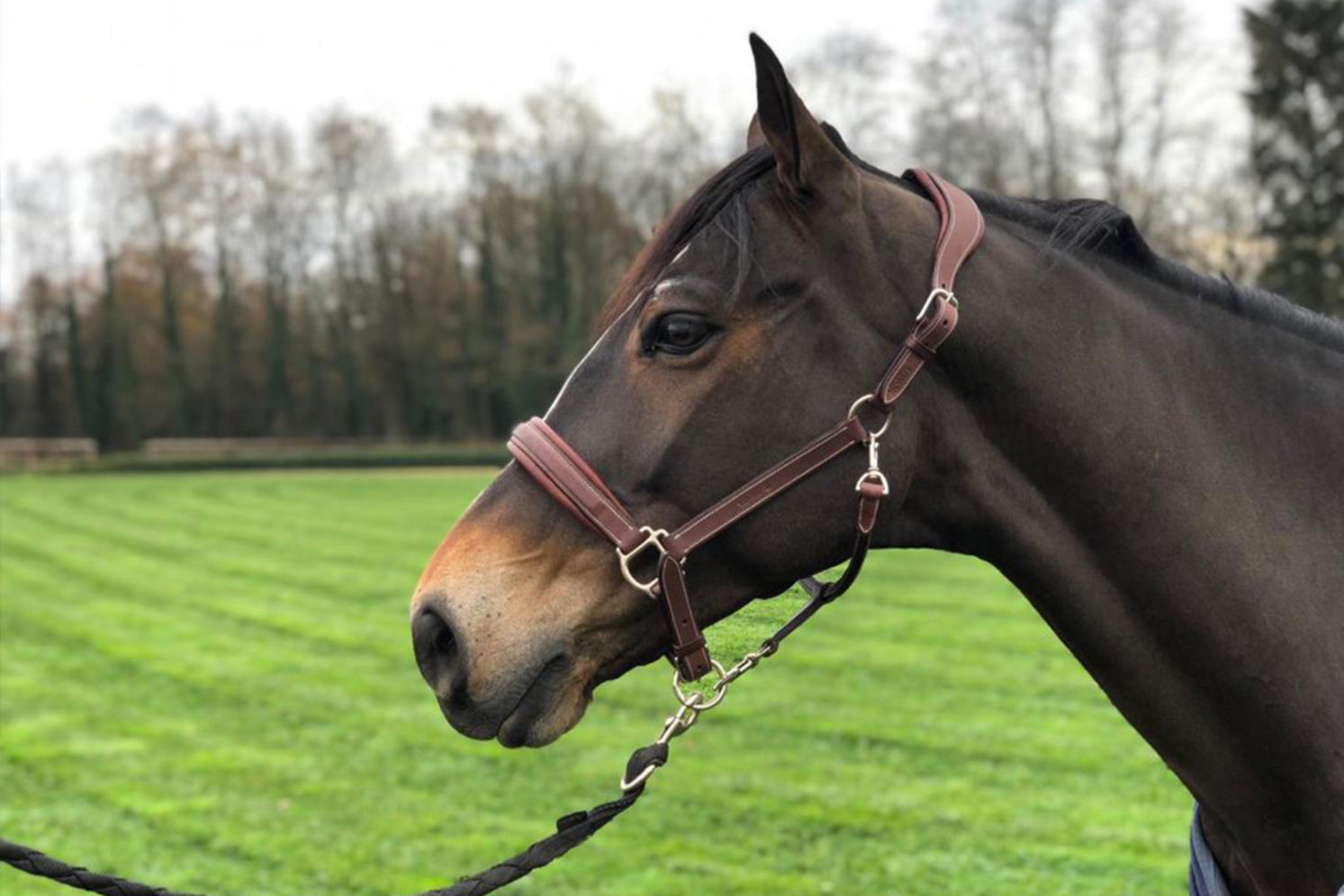 Photographie du cheval