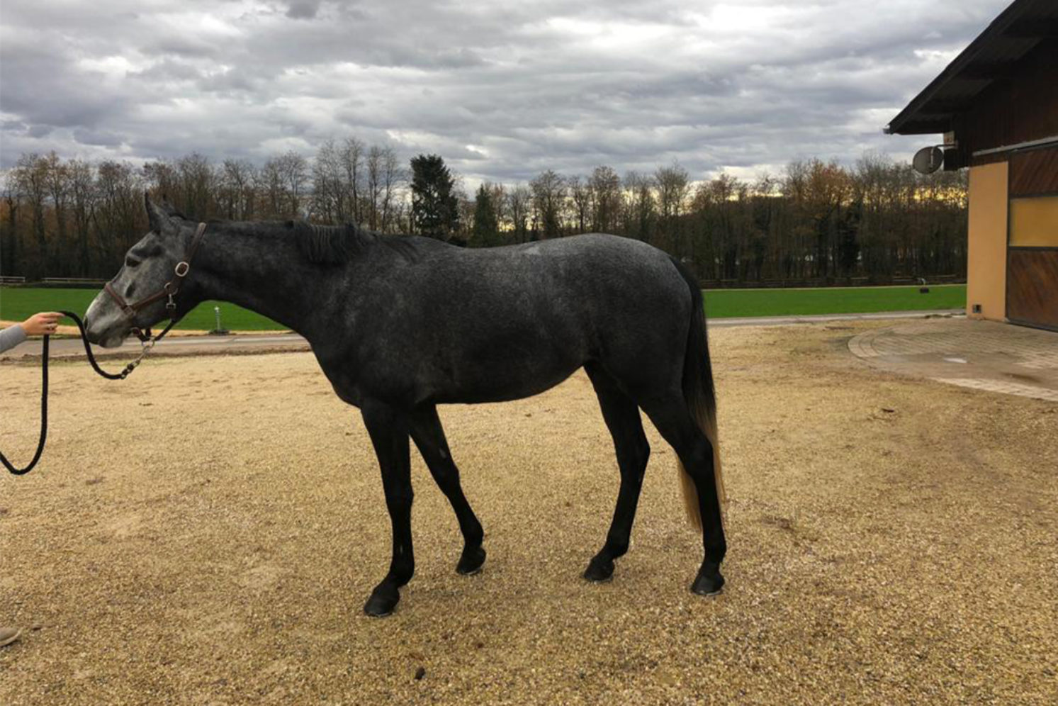 Photographie du cheval