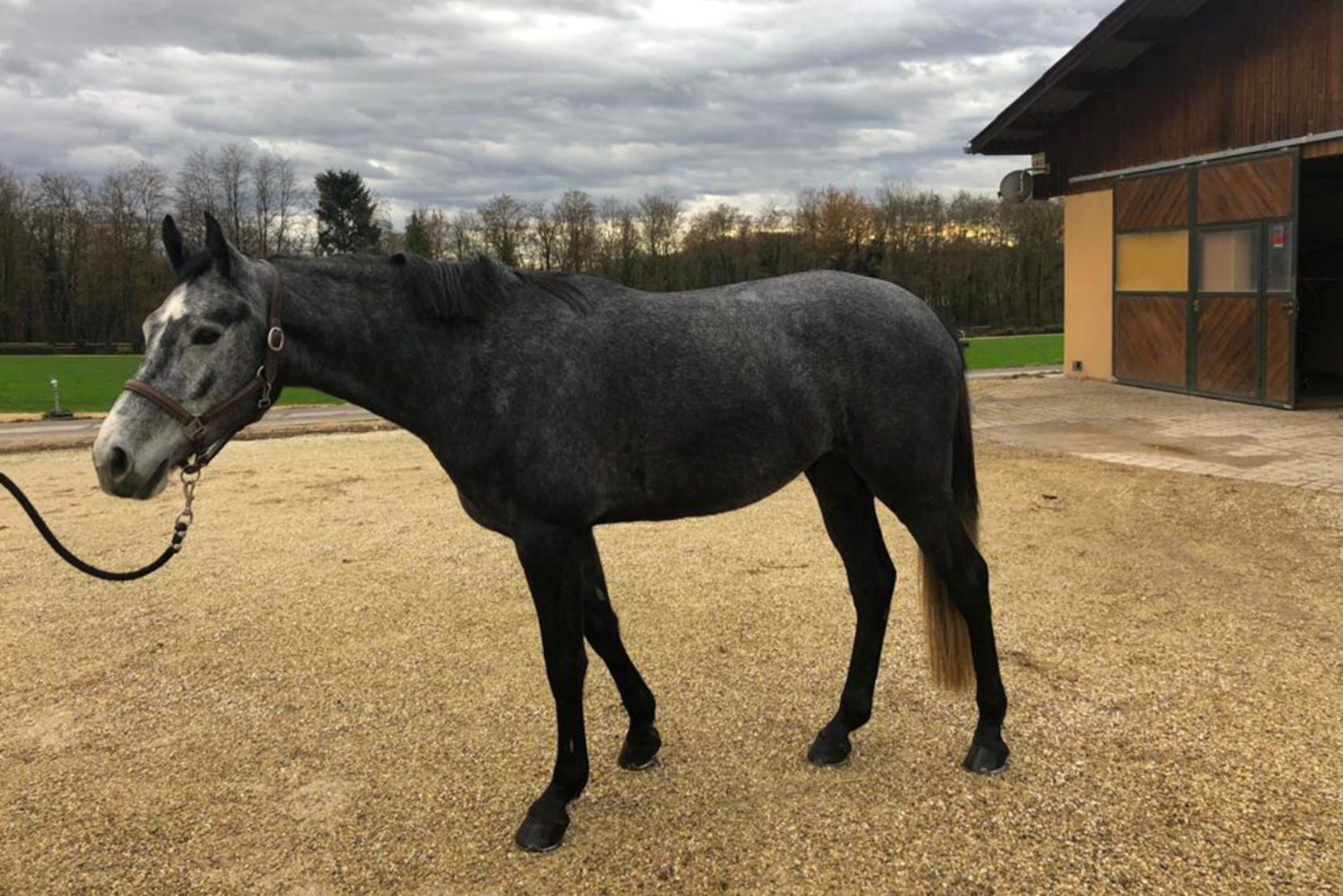 Photographie du cheval