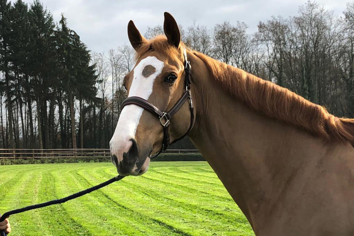 Photographie du cheval