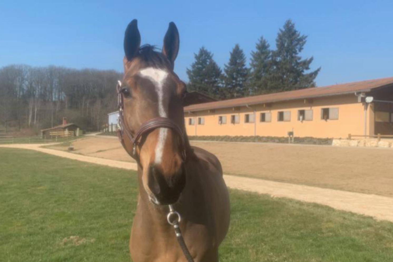 Photographie du cheval