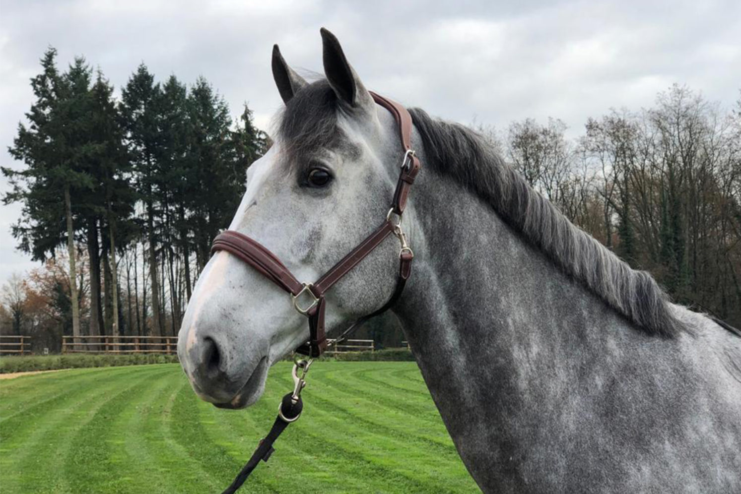 Photographie du cheval