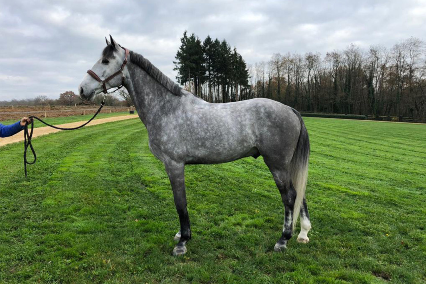 Photographie du cheval