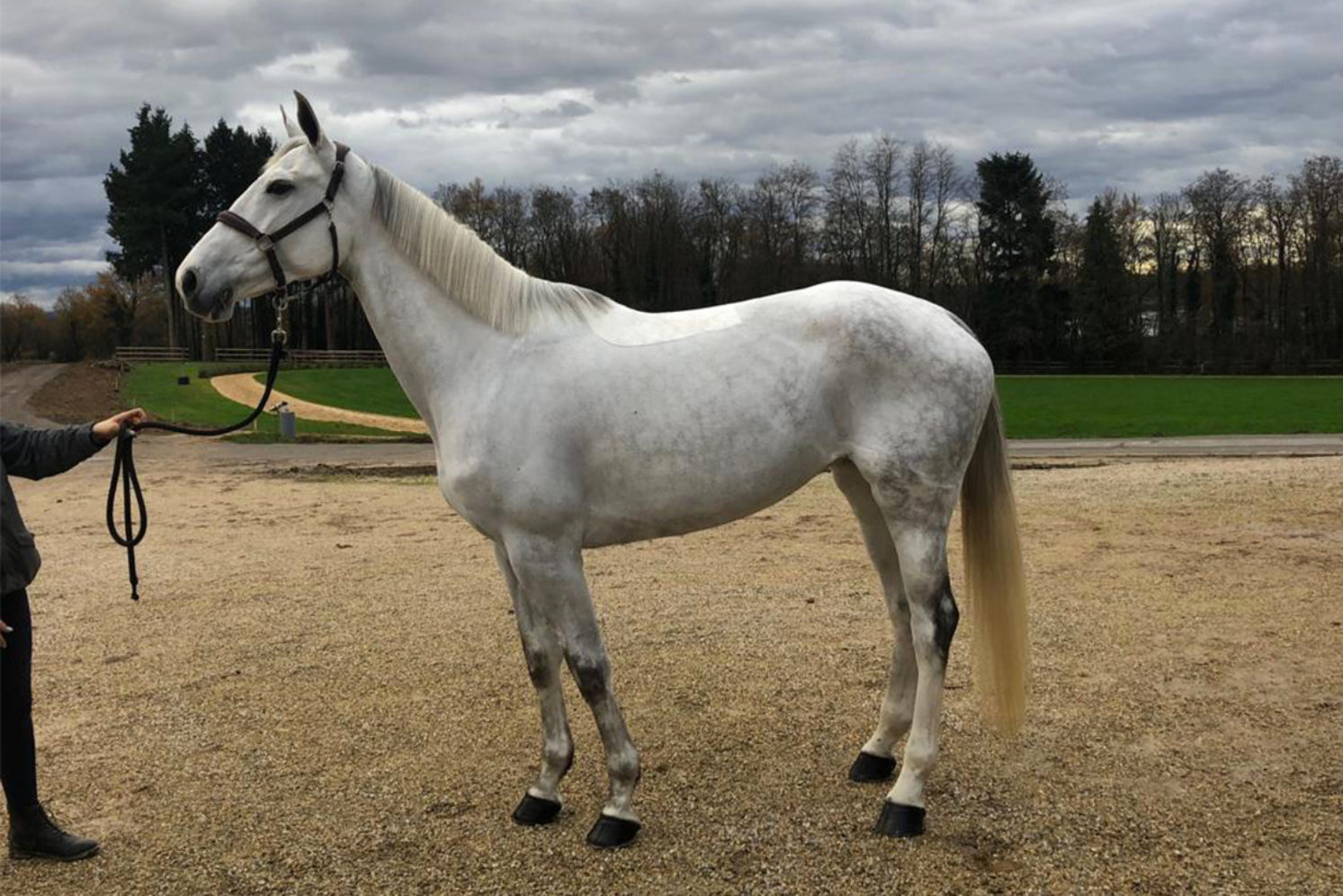 Photographie du cheval