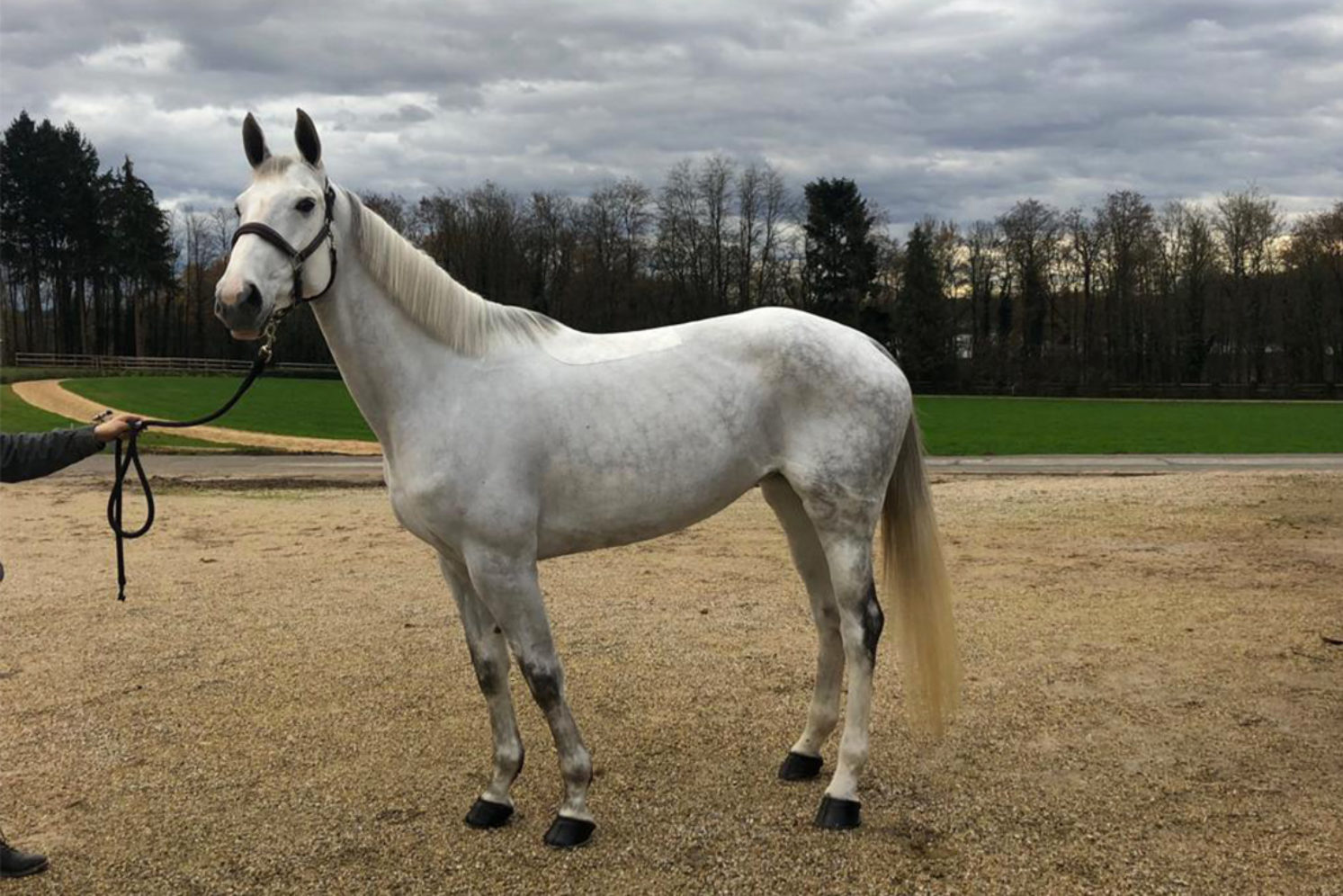 Photographie du cheval