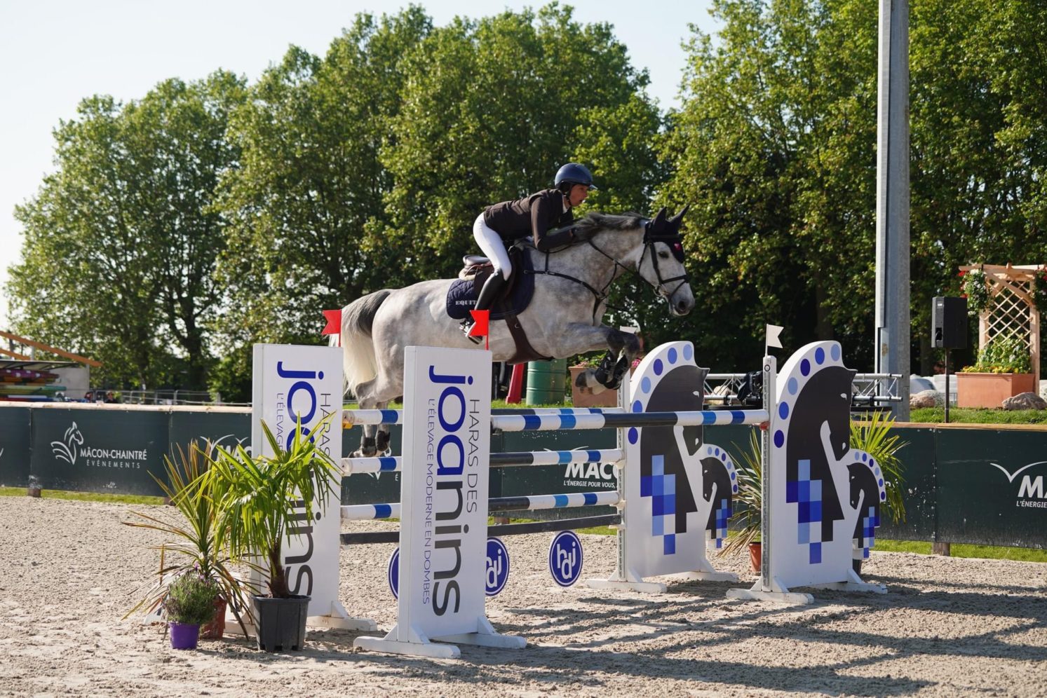 Photographie du cheval