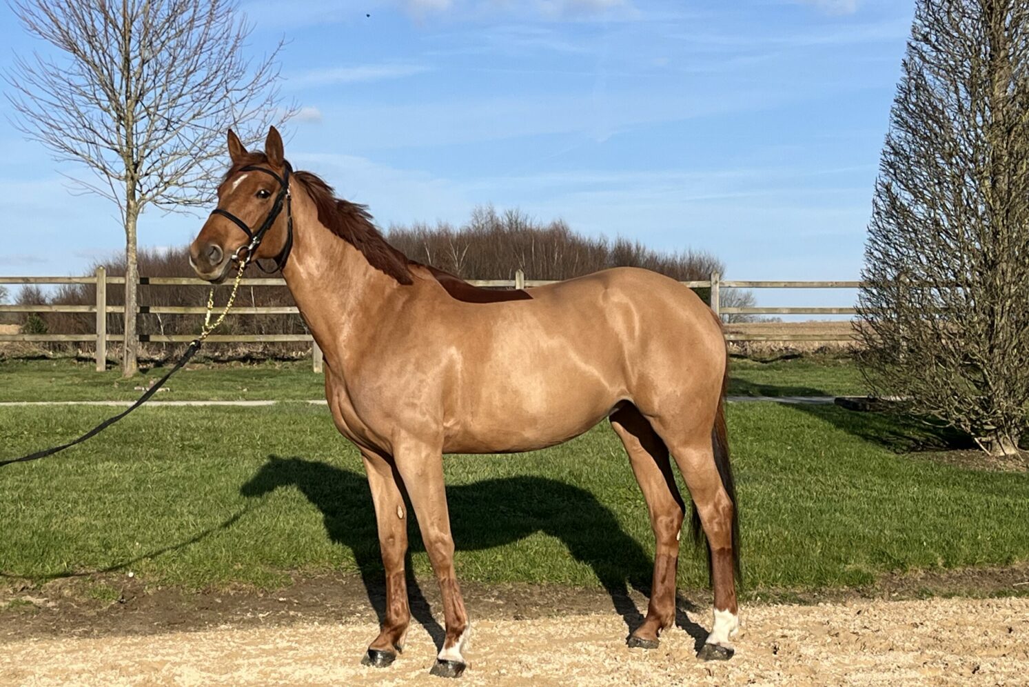 Photographie du cheval