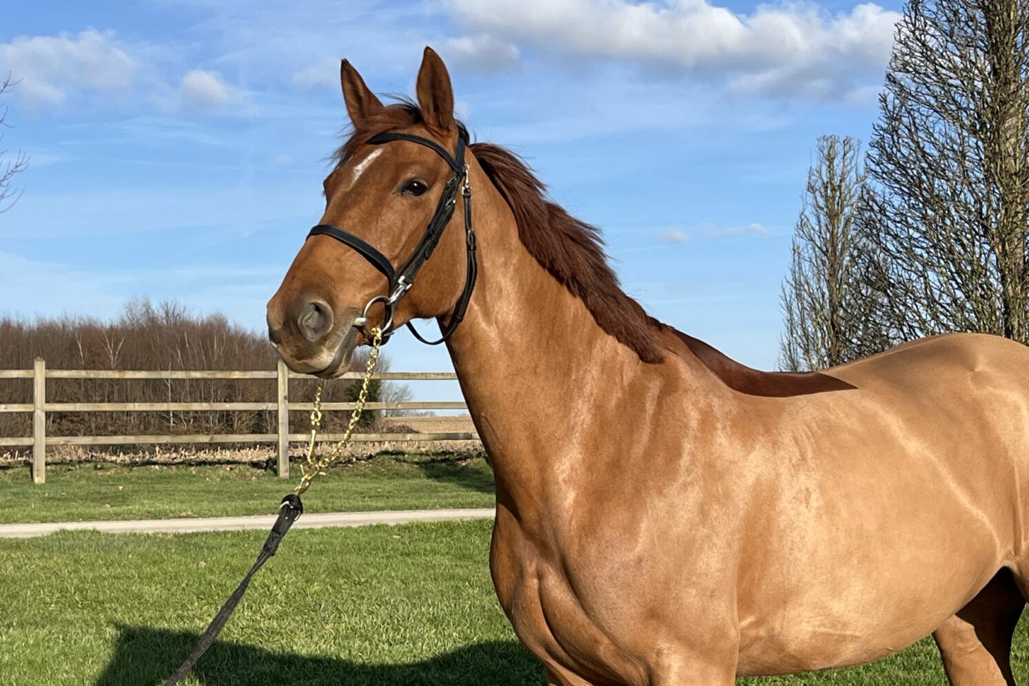 Photographie du cheval