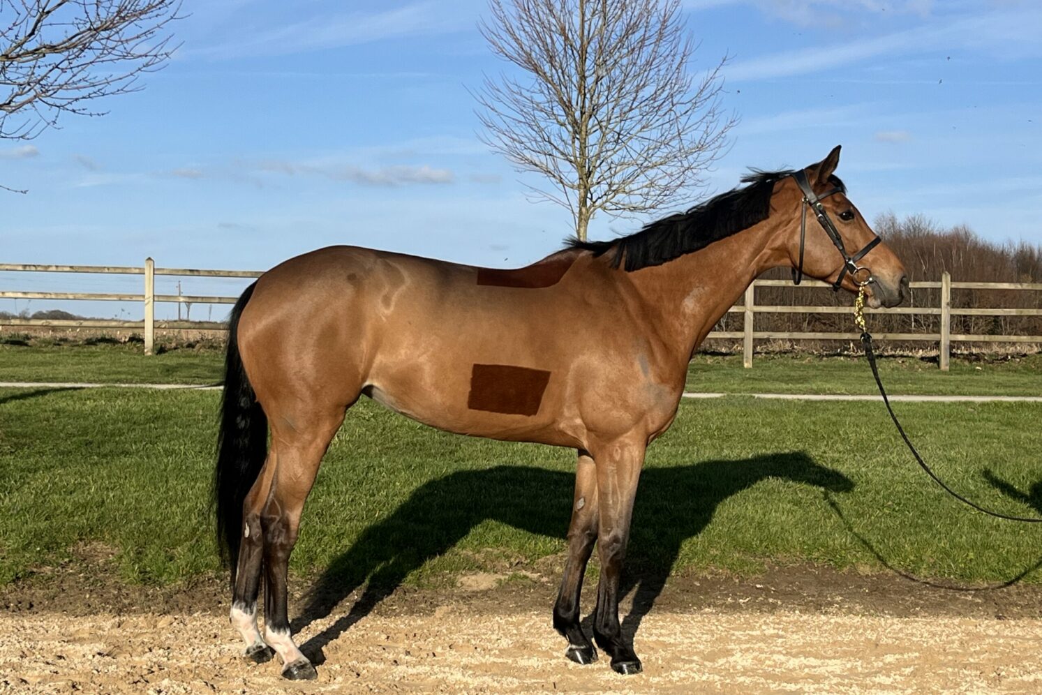 Photographie du cheval