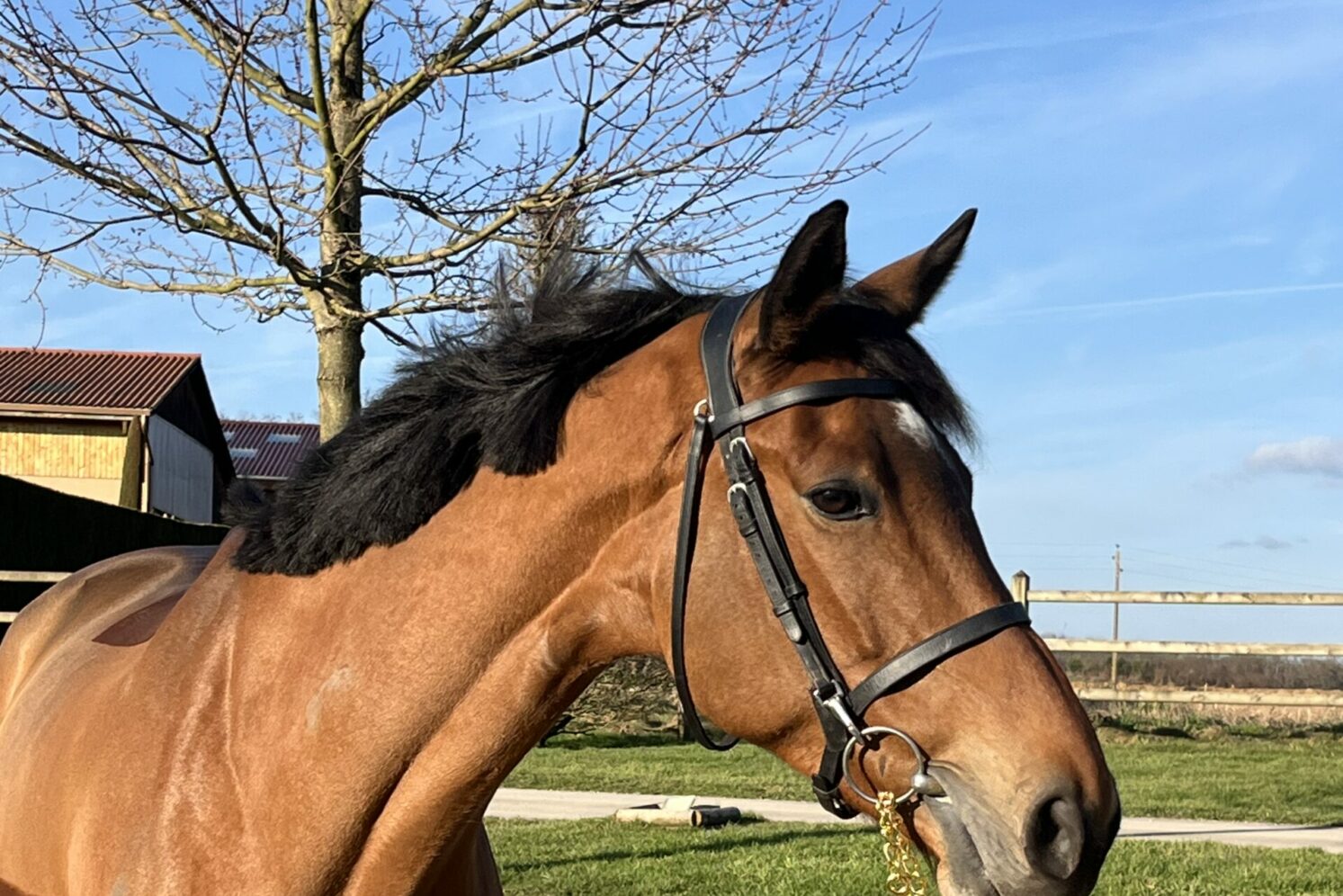 Photographie du cheval