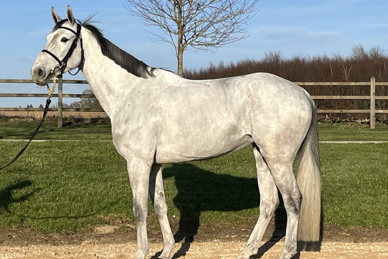 Photographie du cheval