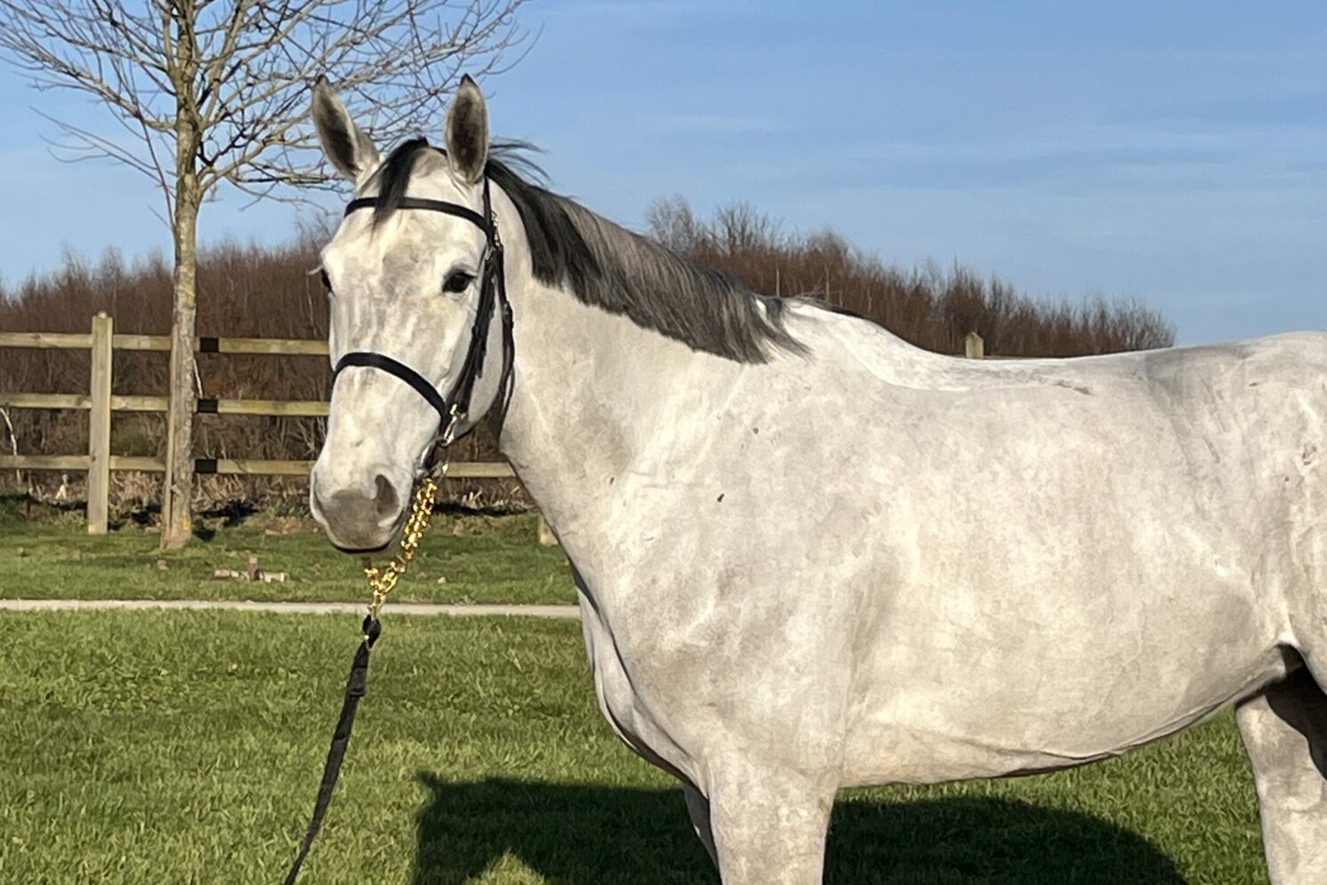 Photographie du cheval