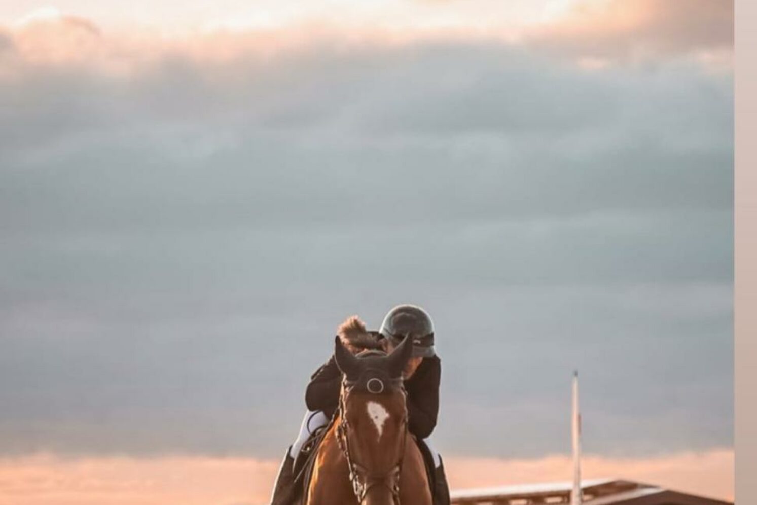 Photographie du cheval