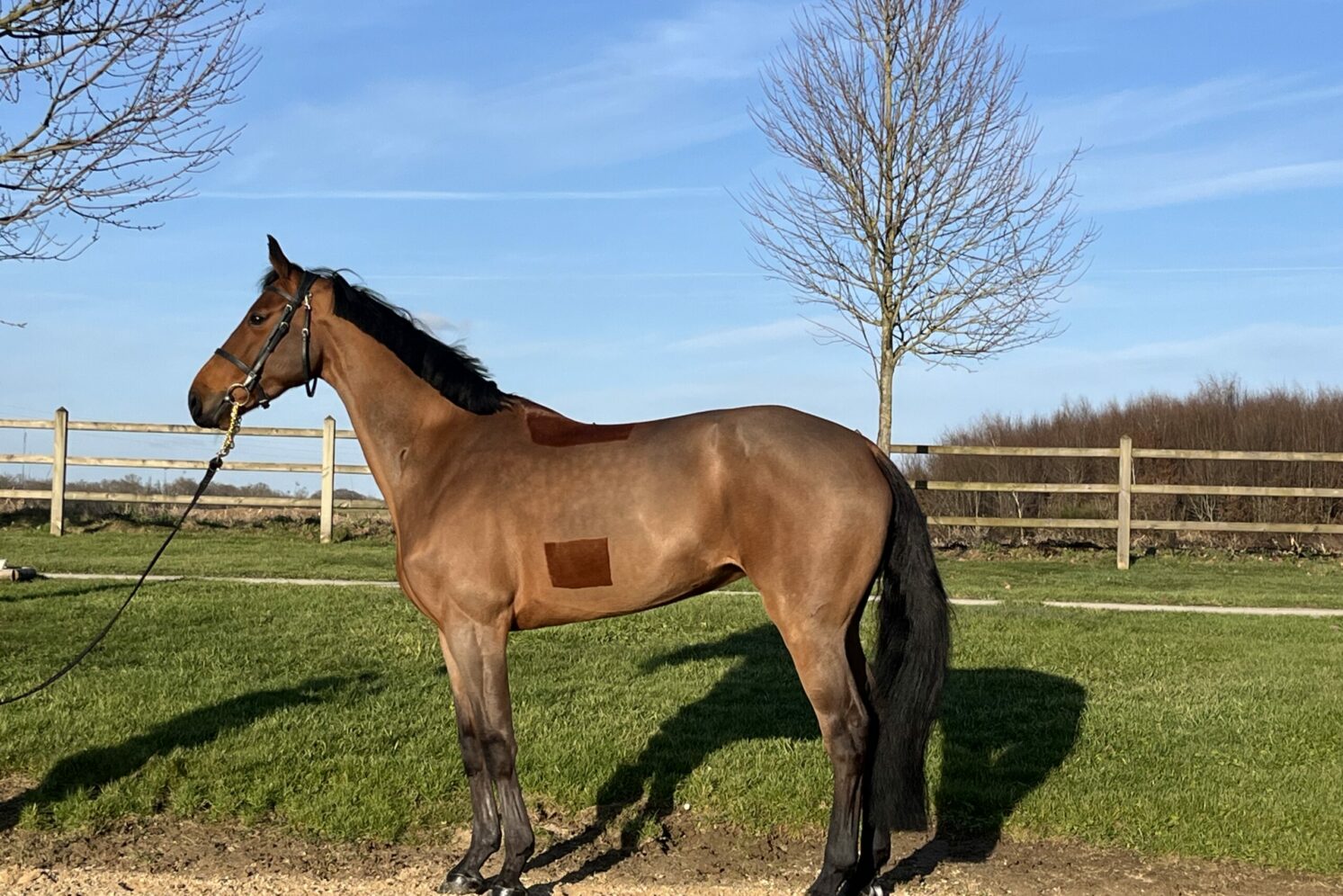 Photographie du cheval