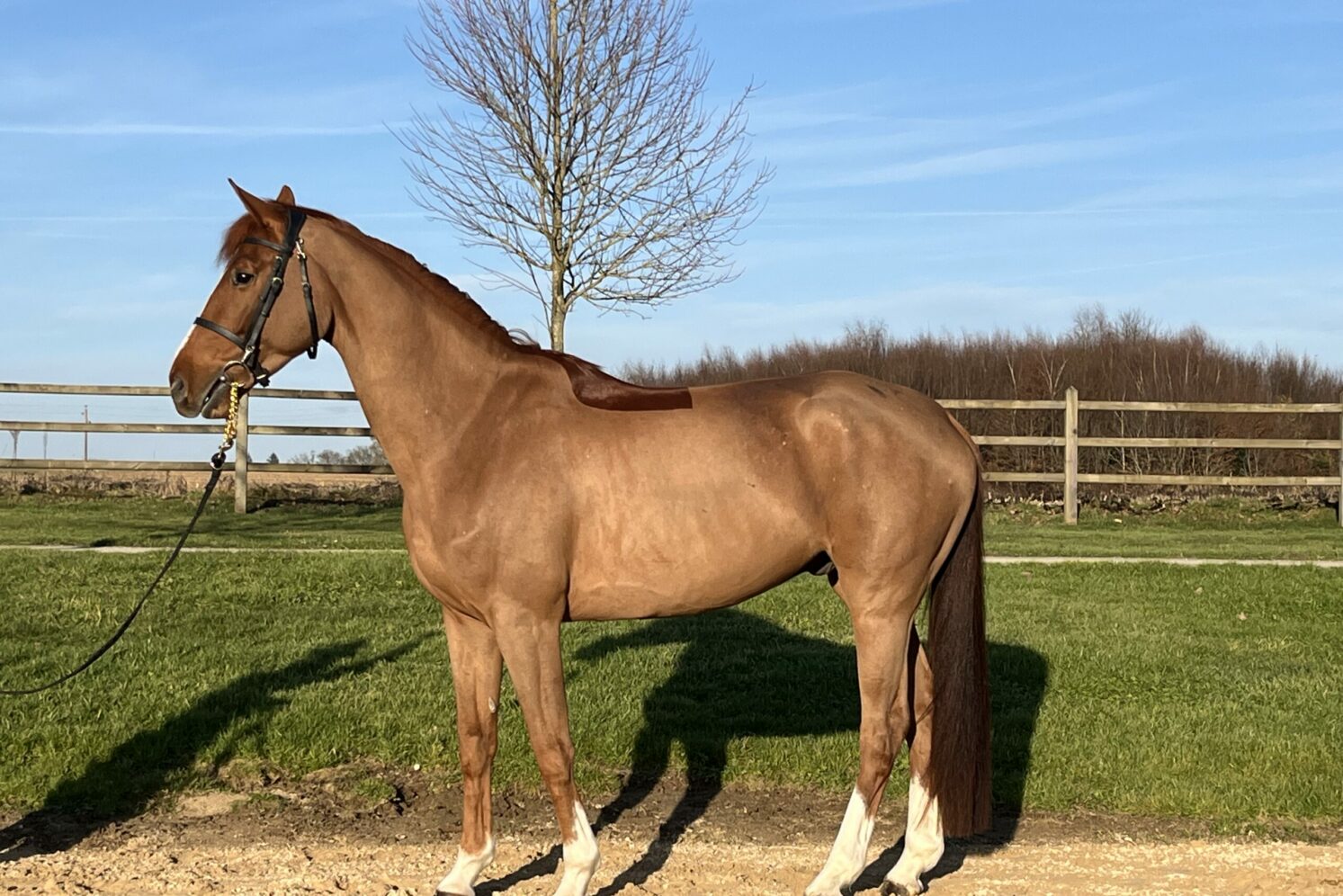 Photographie du cheval