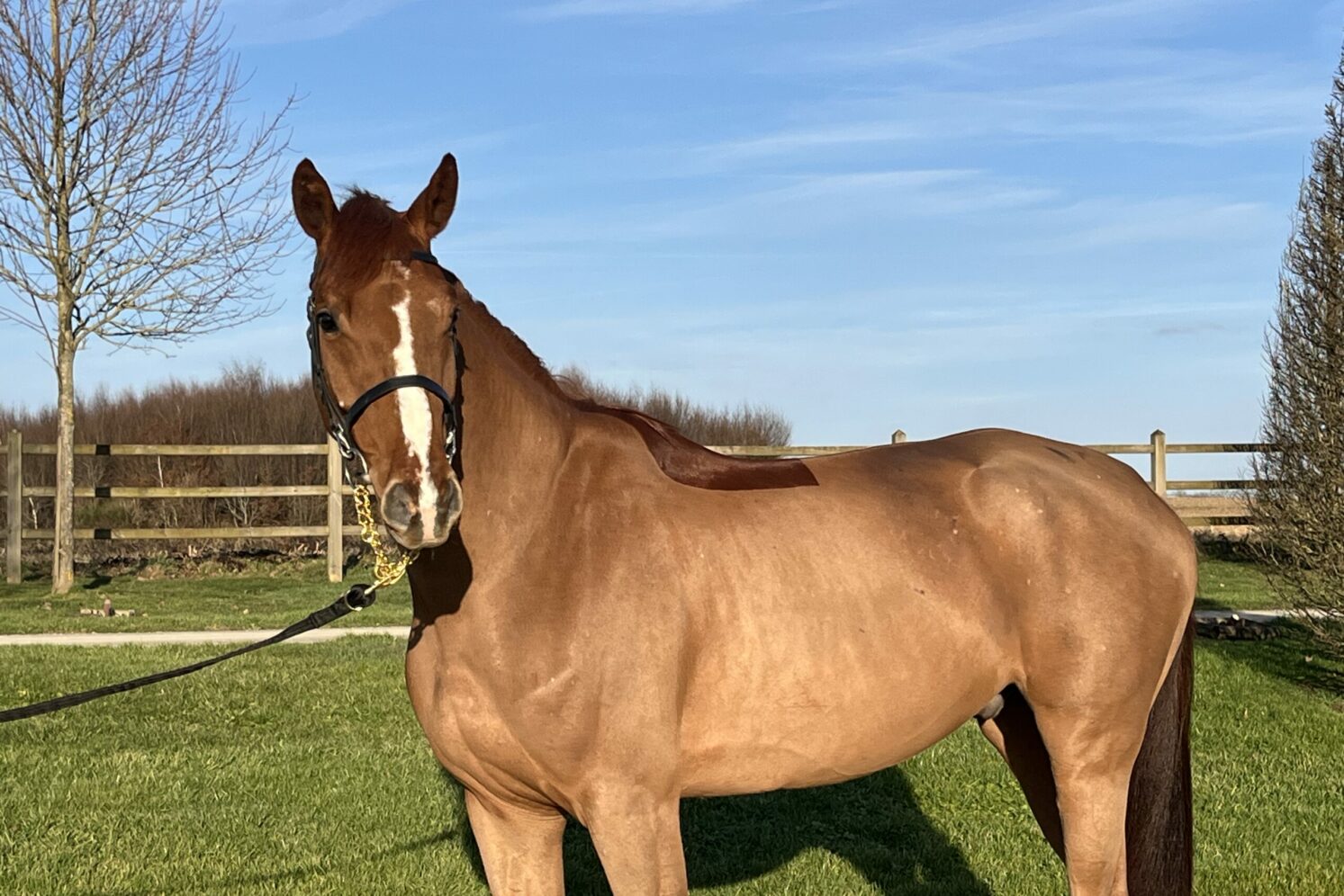 Photographie du cheval