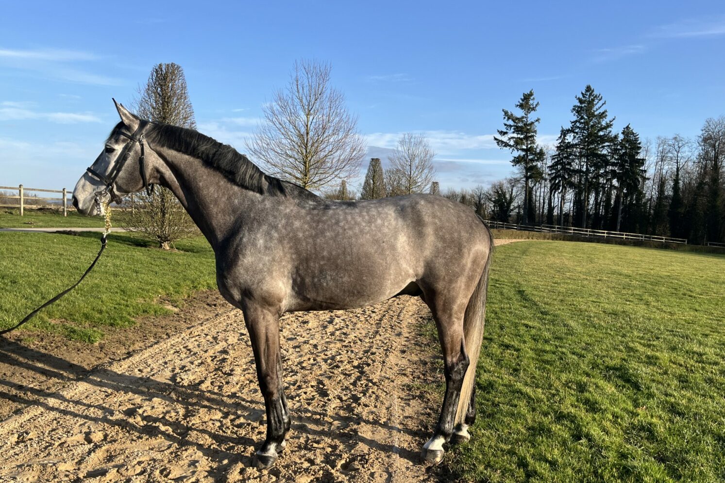 Photographie du cheval