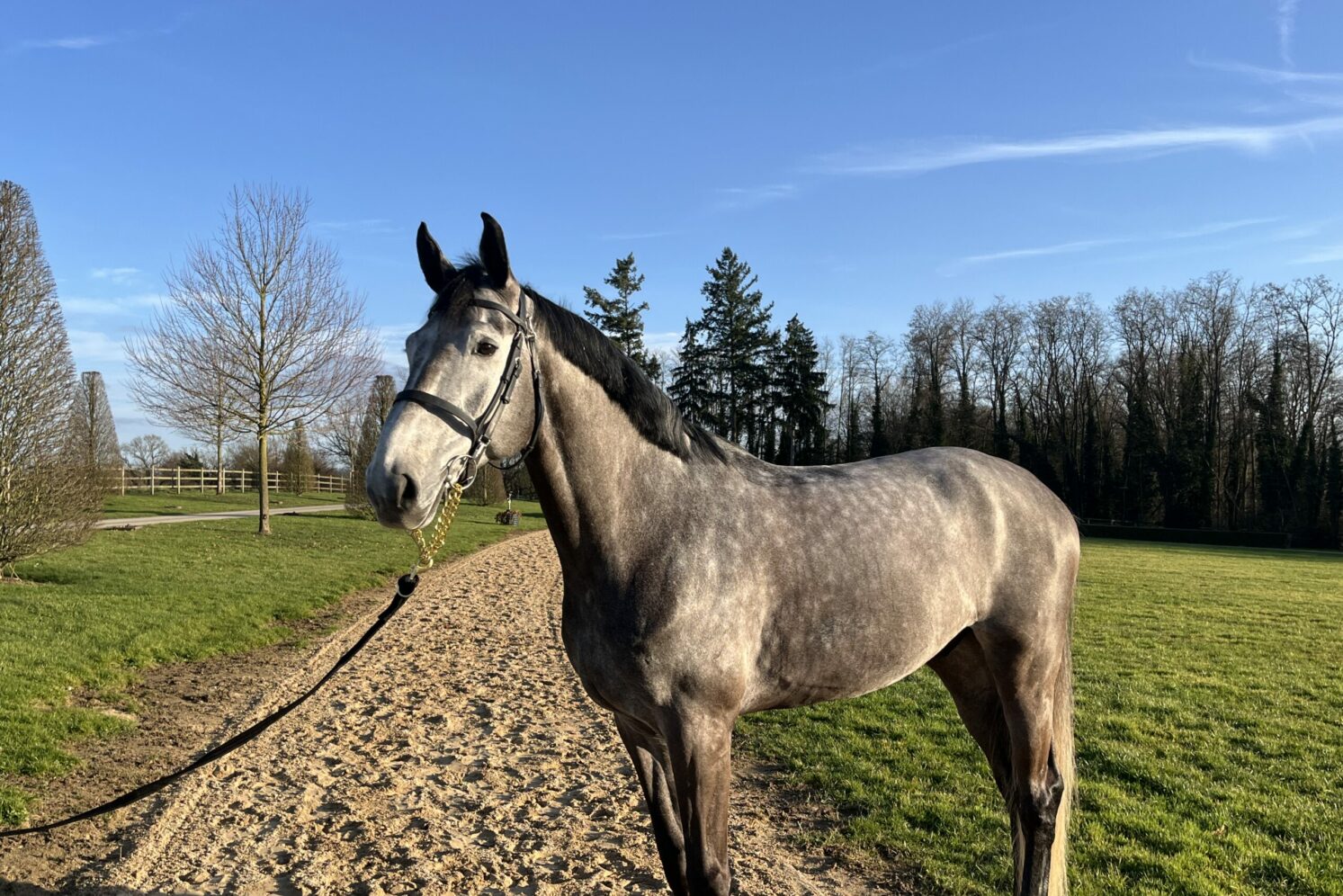 Photographie du cheval
