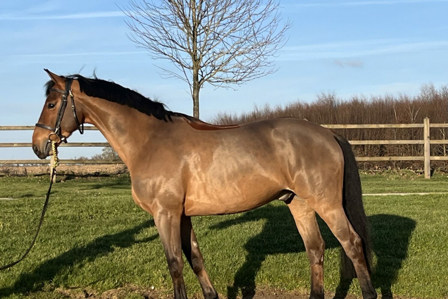 Photographie du cheval