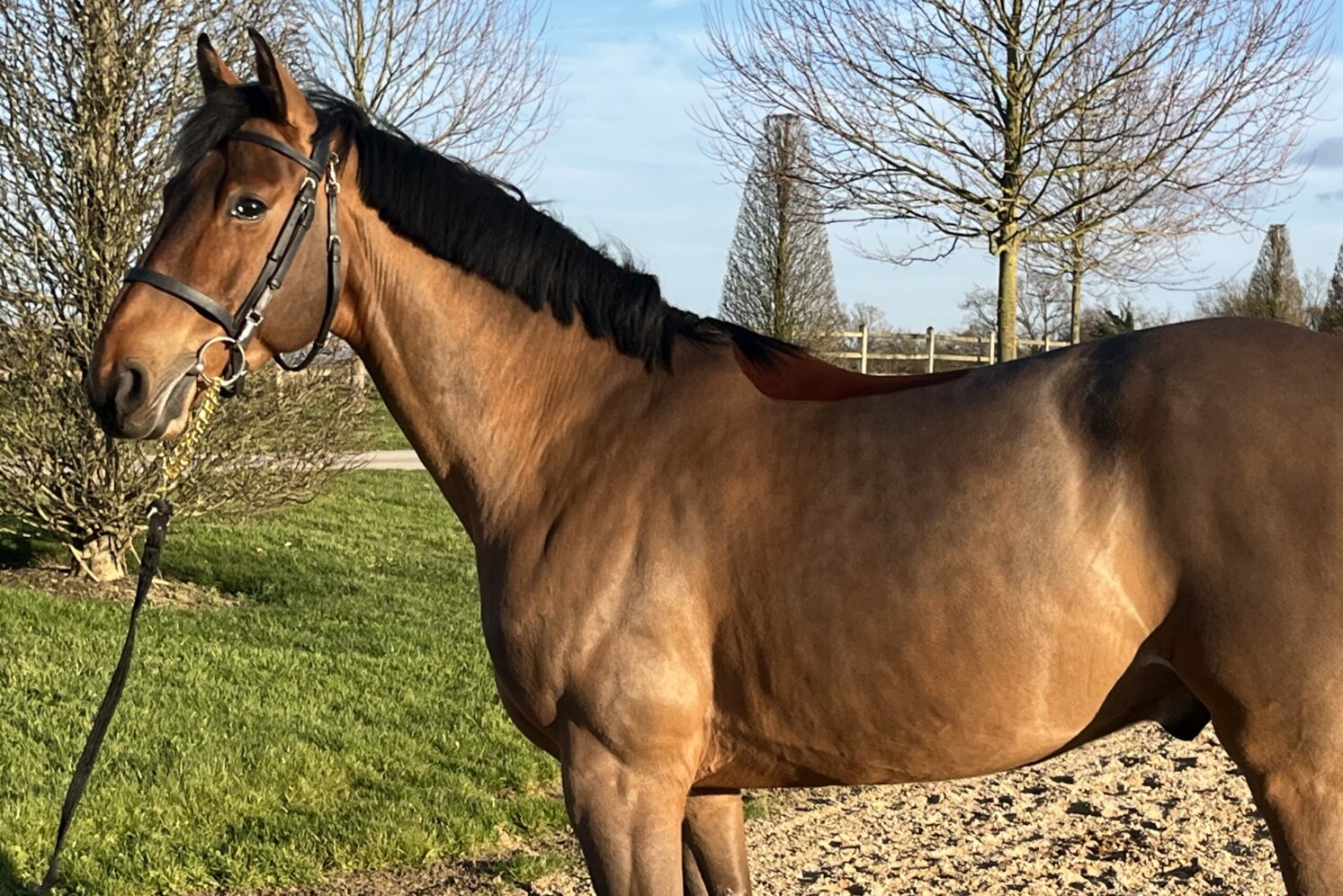 Photographie du cheval